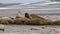 Walrus colony sleeping on a beach, Svalbard