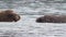 Walrus Cooling in the water Svalbard