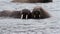 Walrus Cooling in the water Svalbard