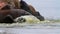 Walrus Cooling in the water Svalbard