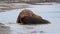 Walrus Cooling in the water Svalbard