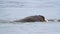 Walrus Cooling in the wter Svalbard