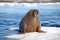 Walrus cow on ice floe