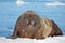 Walrus cow on ice floe