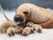 Walrus family enjoying playful moments