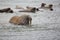 Walrus family in the sea