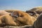 Walrus in a group of walruses on Prins Karls Forland, Svalbard