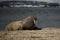 Walrus with half-closed eyes on shingle beach