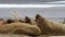 Walrus herd sunbathing on an arctic beach, Svalbard,