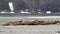 Walrus herd sunbathing on an arctic beach, Svalbard,