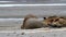 Walrus herd sunbathing on an arctic beach, Svalbard,