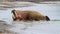 Walrus herd sunbathing on an arctic beach, Svalbard,