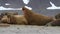 Walrus herd sunbathing on an arctic beach, Svalbard,