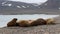 Walrus herd sunbathing on an arctic beach, Svalbard,