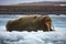 Walrus with long tusks, lying on a floating ice at Svalbard, Norway