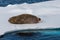 Walrus lying on the pack ice north of Spitsbergen