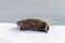 Walrus lying on the pack ice north of Spitsbergen