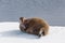 Walrus lying on the pack ice north of Spitsbergen