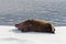 Walrus lying on the pack ice north of Spitsbergen