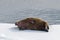 Walrus lying on the pack ice north of Spitsbergen