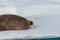 Walrus lying on the pack ice north of Spitsbergen Island