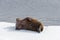 Walrus lying on the pack ice north of Spitsbergen Island, Svalbard