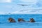 Walrus, Odobenus rosmarus, large flippered marine mammal, in blue water, Svalbard, Norway. Detail portrait of big animal in the oc