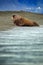 Walrus, Odobenus rosmarus, stick out from blue sea water on pebble beach, mountains in background, Svalbard, Norway