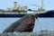 The walrus, Odobenus rosmarus, stick out from blue water on pebble beach, blurred boat in background, Svalbard, Norway