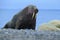 The walrus, Odobenus rosmarus, stick out from blue water on pebble beach, Svalbard, Norway