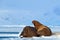 Walrus, Odobenus rosmarus, stick out from blue water on white ice with snow, Svalbard, Norway. Mother with cub. Young walrus with