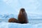 Walrus, Odobenus rosmarus, stick out from blue water on white ice with snow, Svalbard, Norway. Mother with cub. Young walrus with