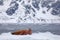 Walrus, Odobenus rosmarus, stick out from blue water on white ice with snow, Svalbard, Norway. Winter landscape with big animal. S