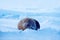 Walrus, Odobenus rosmarus, stick out from blue water on white ice with snow, Svalbard, Norway. Winter landscape with big animal. S