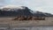 Walrus rookery on coast of Arctic Ocean in Svalbard.