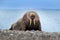 Walrus on the sand beach. Detail portrait of Walrus with big white tusk, Odobenus rosmarus, big animal in nature habitat on