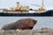 Walrus on the sand beach. Detail portrait of Walrus with big white tusk, Odobenus rosmarus, big animal in nature habitat on