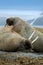 Walrus on the sand beach. Detail portrait of Walrus with big white tusk, Odobenus rosmarus, big animal in nature habitat on
