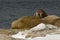 Walrus showing tusks on snowy Arctic beach