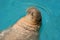 A walrus, swimming in a pool