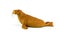 Walrus toy isolated