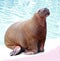 Walrus in water