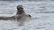 Walrus Young playing in arctic Water, Svalbard