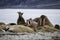 Walruses On A Beach