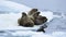 Walruses on ice flow