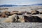 Walruses lying on the shore in Svalbard