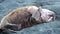 Walruses rest on shores of Arctic Ocean on new earth in Russia.