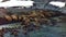 Walruses on shores of Arctic Ocean aero view on New Earth Vaigach Island.