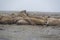 Walruses in Svalbard - Norway, North Pole