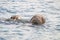 Walruses swimming in the sea